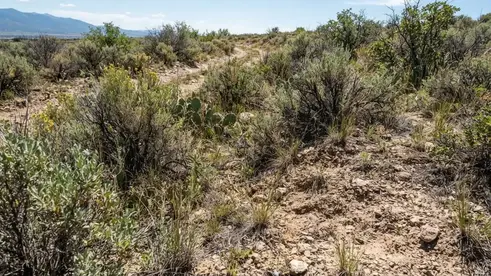 Close-up view of native vegetation, brush, soil, and uneven ground on rural Costilla County acreage